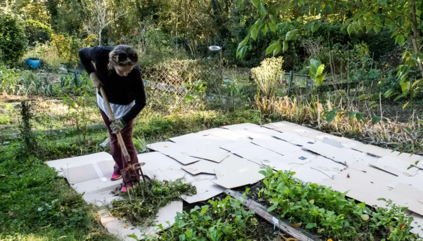 Frau arbeitet im Garten und legt Pappe aus, um Unkraut zu unterdrücken.