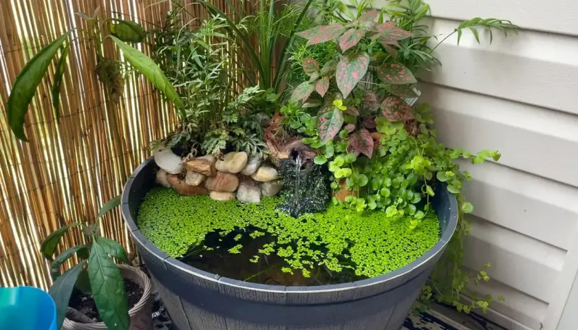 Ein kleiner Teich mit üppiger grüner Bepflanzung und einem Mini-Wasserfall.