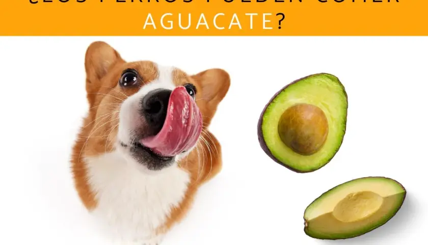 Un perro adorable con la lengua afuera mira dos mitades de aguacate. ¿Los perros pueden comer aguacate?