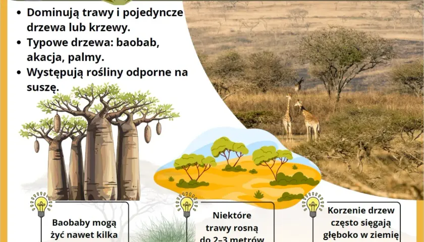 Roślinność sawanny: trawy, baobaby, akacje, palmy. Długie korzenie drzew i wysokie trawy to adaptacje do suchych warunków.