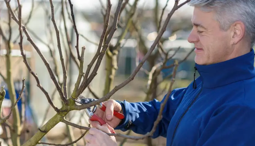 Ein Mann mit grauen Haaren schneidet mit einer Gartenschere einen Ast. Er bereitet seine Feigenbäume für den Frühling vor.