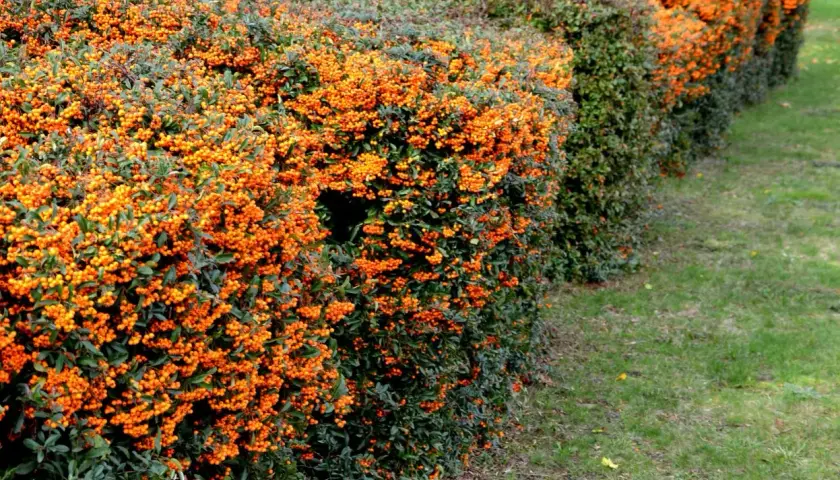 Gęsty, soczysty ognik szkarłatny żywopłot z mnóstwem pomarańczowych owoców, tworzący naturalną barierę obok zielonego trawnika.
