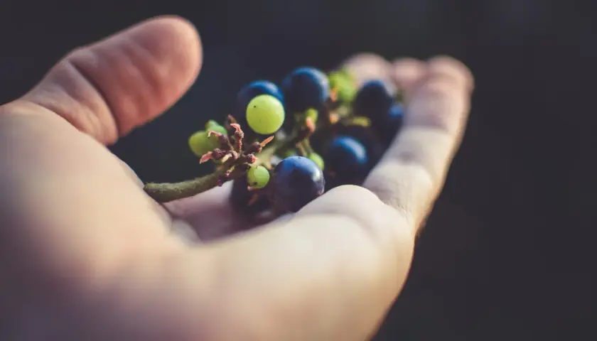 Grappolo d'uva in mano, con bacche verdi e blu. I tannini, presenti in questi frutti, conferiscono il loro sapore caratteristico.