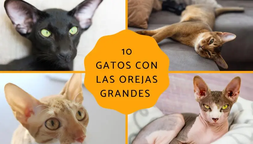Cuatro gatos con orejas grandes: un oriental negro, un abisinio, un Cornish Rex y un esfinge.