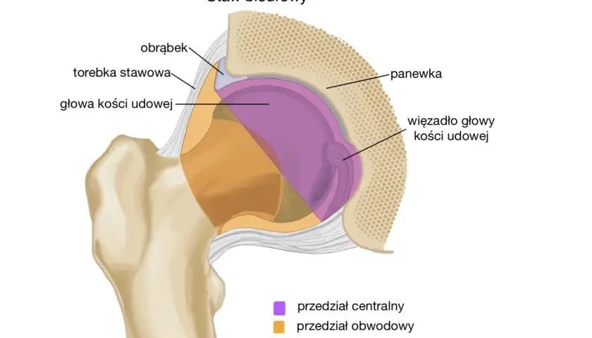 Przekrój stawu biodrowego: głowa kości udowej, panewka, obrąbek, więzadło głowy kości udowej, torebka stawowa.