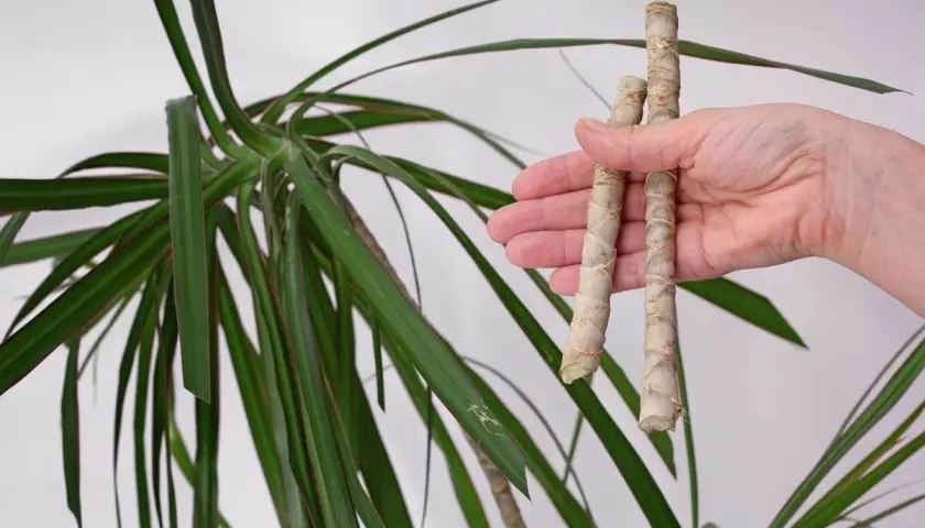 Zwei abgeschnittene Stücke eines Drachenbaums werden in der Hand gehalten, bereit, um den Drachenbaum zu vermehren.
