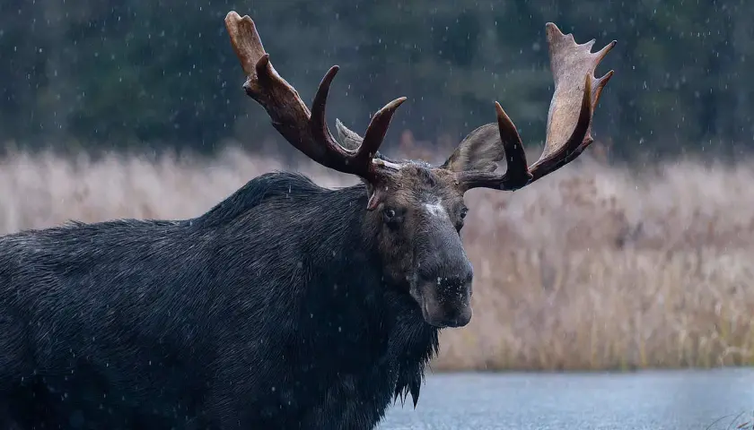Ein majestätischer Elch mit beeindruckendem Geweih steht im Wasser. Sein enormes Gewicht ist unter der dunklen, nassen Wolle kaum zu erahnen.