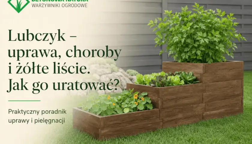 Lubczyk w drewnianej skrzyni, obok sałaty i nasturcji. Dowiedz się, dlaczego lubczyk żółknie i jak mu pomóc.