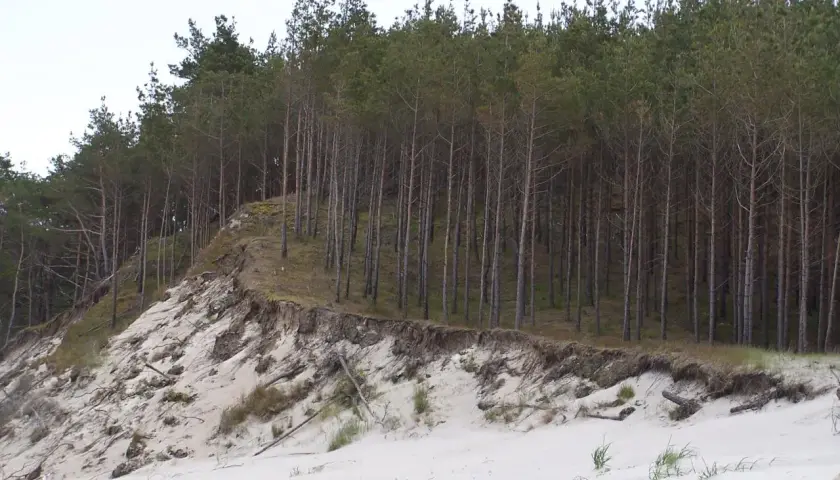 Skarpa porośnięta sosnami na wydmach. Rezerwat przyrody Widowo chroni ten unikalny krajobraz.