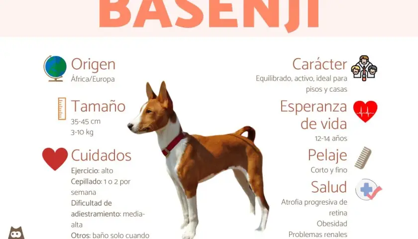 Basenji: perro equilibrado y activo, ideal para pisos. Su carácter es juguetón y curioso.