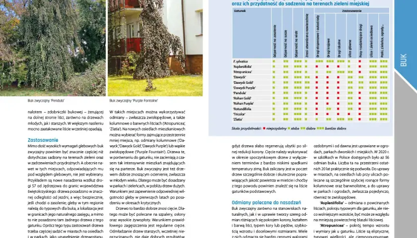 Dwa buki zwyczajne: odmiana 'Pendula' i 'Purple Fontaine' z tabelą odmian.