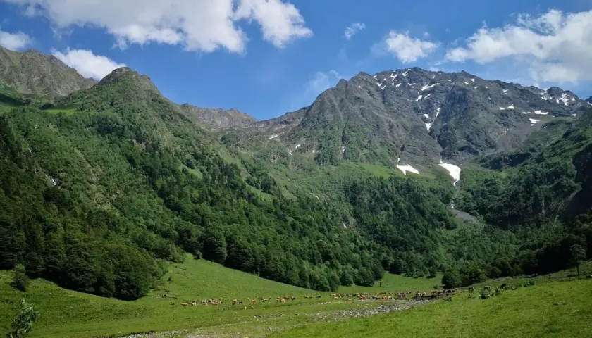 Un paisaje montañoso verde con vacas pastando en la **artiga de Lin**. El cielo azul tiene nubes blancas.