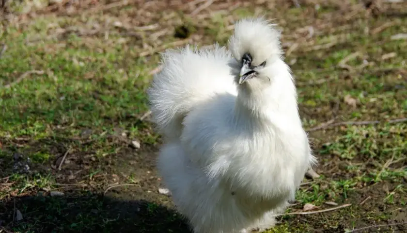 Une poule de soie blanche, toute duveteuse, se tient fièrement sur l'herbe.