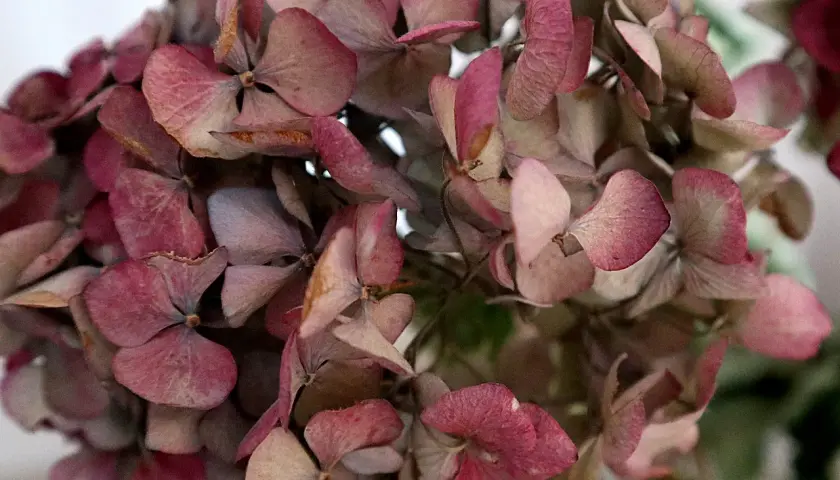 Fleurs d'hortensias séchées, aux teintes roses et beiges. Une belle illustration de comment faire sécher des hortensias pour une décoration durable.