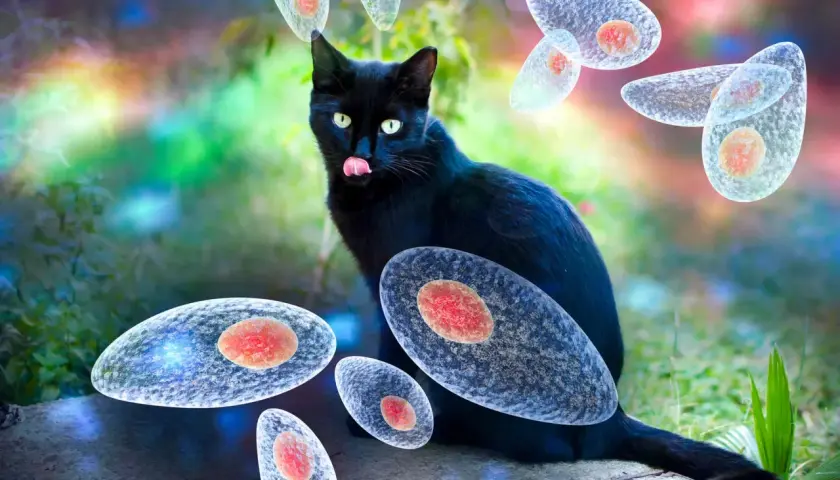 Czarny kot otoczony przez pasożyty Toxoplasma gondii. Toksoplazmoza u kota to poważne zagrożenie.