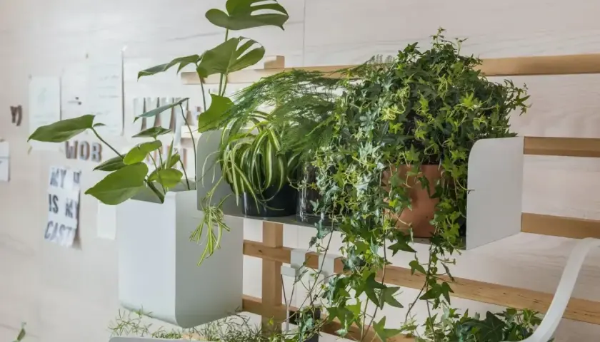 Rośliny na półce, w tym bluszcz, potrzebują odpowiedniej ziemi. Monstera i paproć też tu rosną.