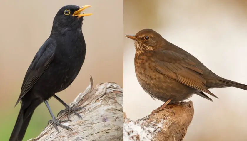 Ein schwarzer Amselmann mit gelbem Schnabel und eine braune Amsel zeigen, wie Amseln aussehen.