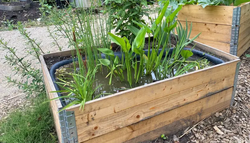 Ein **sumpfbeet anlegen** in einem Holzrahmen mit Wasserpflanzen.