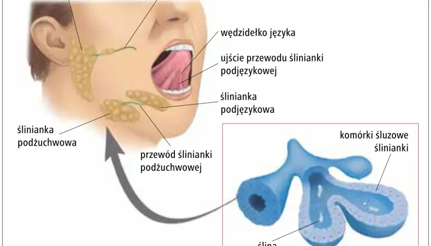 Anatomia ślinianek: przyuszna, podżuchwowa i podjęzykowa. Powiększony widok komórek ślinianki, gdzie może wystąpić zapalenie ślinianek.