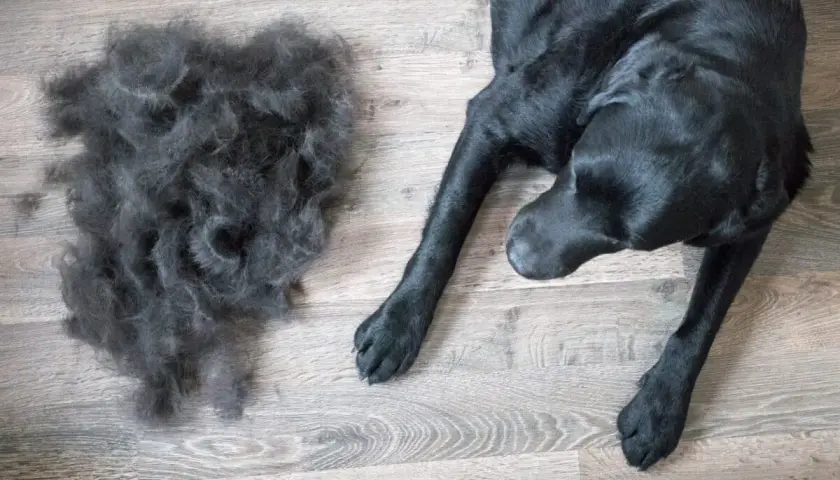 Un cane nero giace accanto a una grande massa di pelo perso, un segno visibile di quanto dura la muta del cane.