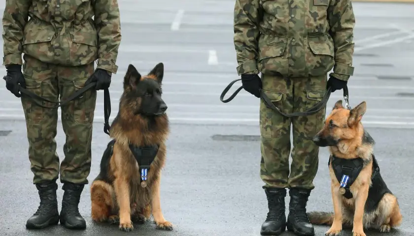 Dwa owczarki niemieckie z medalami na obrożach stoją obok żołnierzy w mundurach. To wierni towarzysze, prawdziwy pet na pagonie.