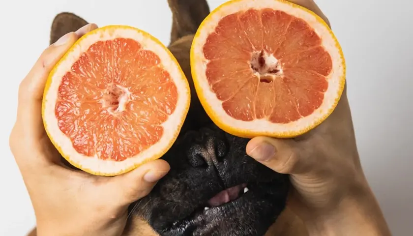 A dog peeks out from behind two halves of grapefruit held by hands. This image playfully asks, "Can dogs eat grapefruit?