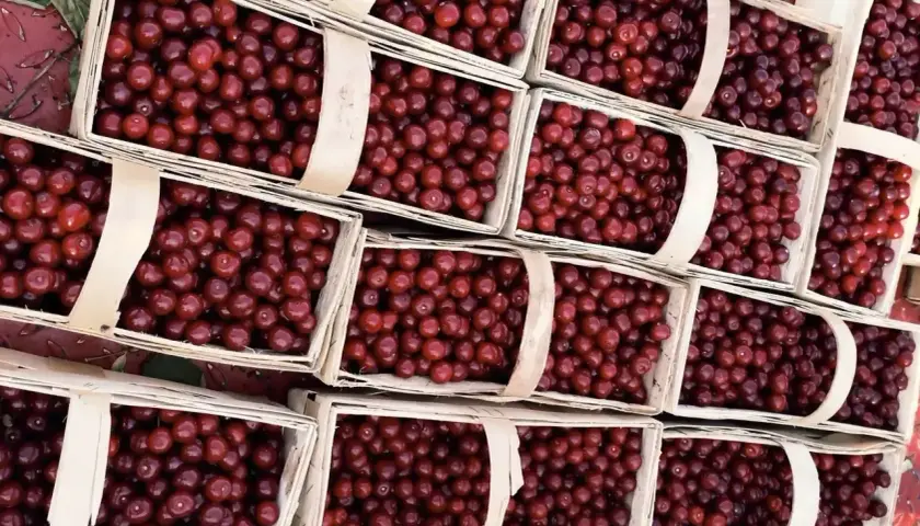 Mnóstwo koszyczków pełnych soczystych wiśni, gotowych do zbioru. Idealny czas na wiśnie kiedy zbior!