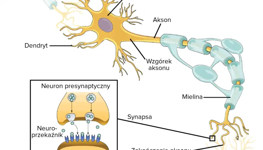Schemat budowy neuronu: dendryty, soma, akson z osłonką mielinową, zakończenie aksonu i synapsa. W powiększeniu neuron presynaptyczny z neuroprzekaźnikami.