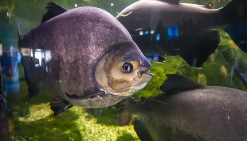 Duże, szare ryby pływają w akwarium. Jedna z nich, z żółtym okiem, jest na pierwszym planie. To fascynujący widok w Mielnie oceanarium.