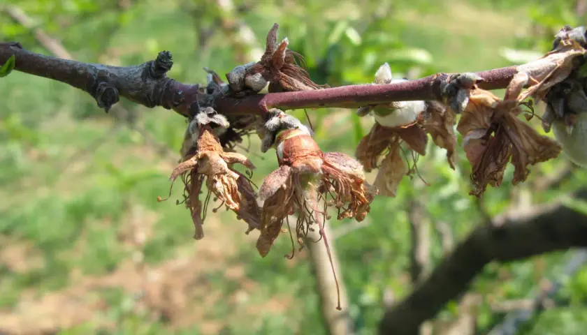 Rami di albicocco colpiti da monilia, con fiori secchi e marci che pendono.