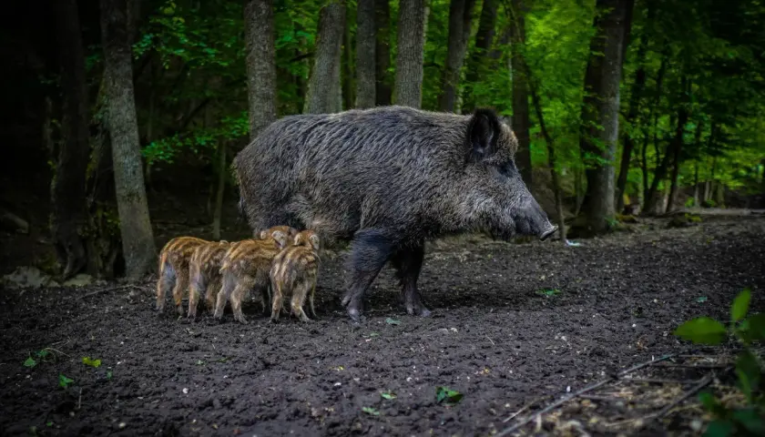 Samica dzika z warchlakami w lesie. Zastanawiasz się, ile waży duży dzik? Nawet 200 kg!