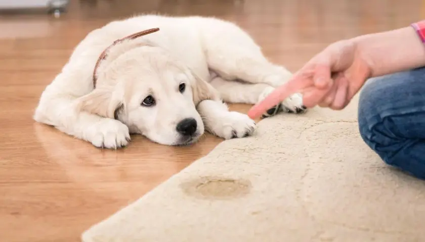 Un cachorro de golden retriever mira con culpa mientras le señalan una mancha en la alfombra, evidencia de un perro meando.