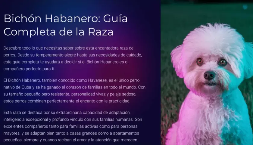 Un adorable Bichón Habanero, con su pelaje blanco y ojos expresivos, mira a la cámara.
