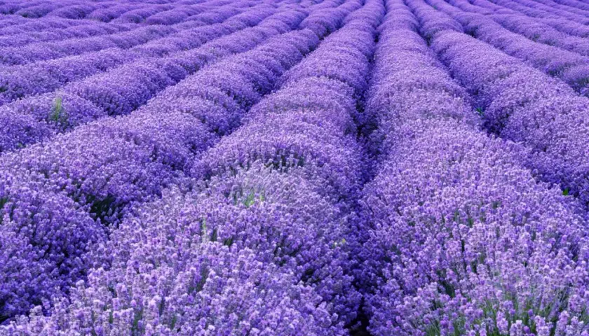 Reihen von duftendem Lavendel, eine Inspiration für jeden Lavendel Garten Ideen.