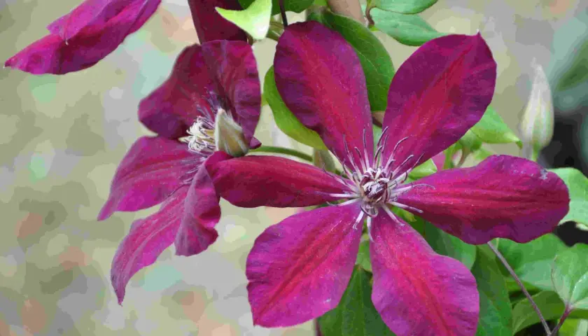 Mörklila klematisblommor med gröna blad. En perfekt växt att plantera klematis för att få färg i trädgården.