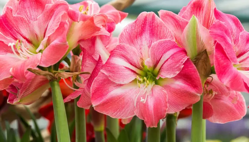 Amaryllis quando fiorisce: un tripudio di petali rosa striati di bianco, con stami gialli che spuntano dal centro.