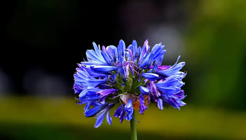 Une magnifique agapanthe en pleine floraison, ses pétales bleus éclatants se détachant sur un fond flou de verdure.