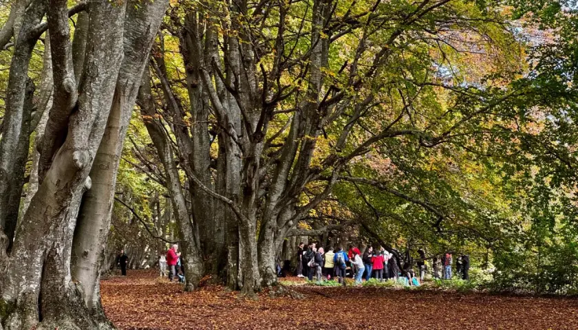 Un sentiero nella faggeta di Canfaito, con foglie autunnali a terra e un gruppo di persone che passeggia tra gli alberi maestosi.
