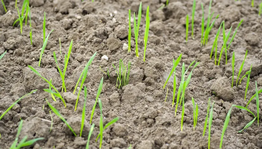Junge grüne Triebe sprießen aus feuchter Erde. Die Aussaat von Winterweizen beginnt, ein Zeichen für den nahenden Herbst.
