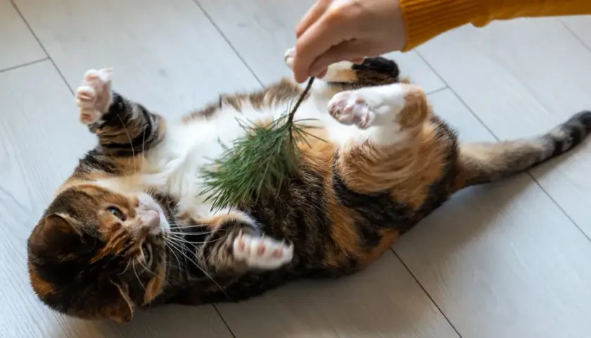 Un gato atigrado se revuelca en el suelo, con las patas en el aire, mientras una mano le hace cosquillas con una ramita de pino.