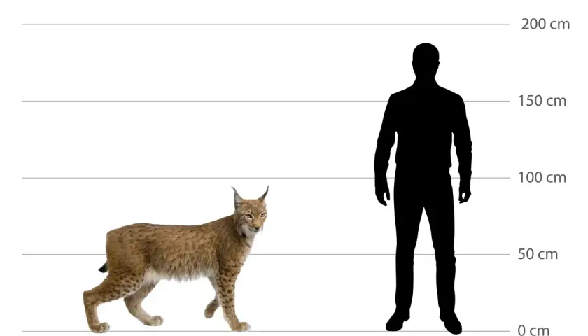 Ein Luchs-Tier steht neben einer menschlichen Silhouette, die Größenverhältnisse verdeutlichen. Der Luchs erreicht etwa die Hüfthöhe eines durchschnittlichen Mannes.