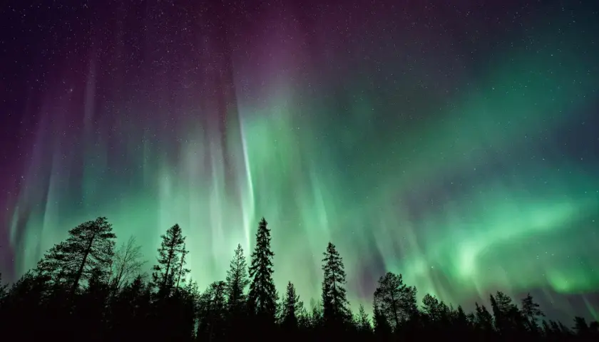 Niesamowite zorze polarne tańczą na fioletowo-zielonym niebie nad ciemnym lasem.