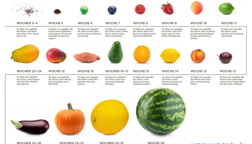 Entwicklung des Babys in Schwangerschaftswochen, verglichen mit Obst und Gemüse: Mohn, Erbse, Himbeere, Erdbeere, Aprikose, Limette, Papaya, Mango, Süßkartoffel, Avocado, Orange, Zitrone, Pfirsich, Zwetschge, Aubergine, Kürbis, Honigmelone, Wassermelone.
