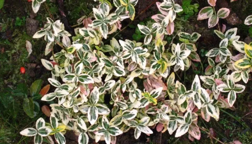 En tät matta av benved på stam med gröna, vita och rosa blad. En liten röd bär syns till vänster.