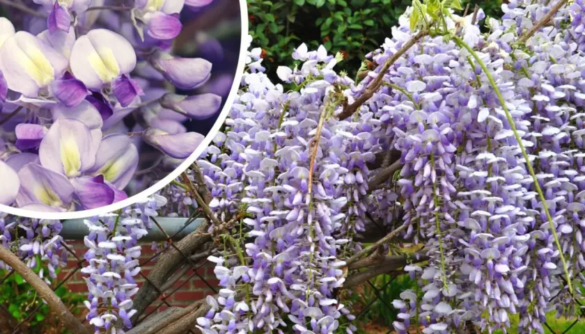 Wisteria na pniu tworzy kaskady fioletowych kwiatów. W zbliżeniu widać delikatne płatki i pąki, jakby wiszące na gałęziach.