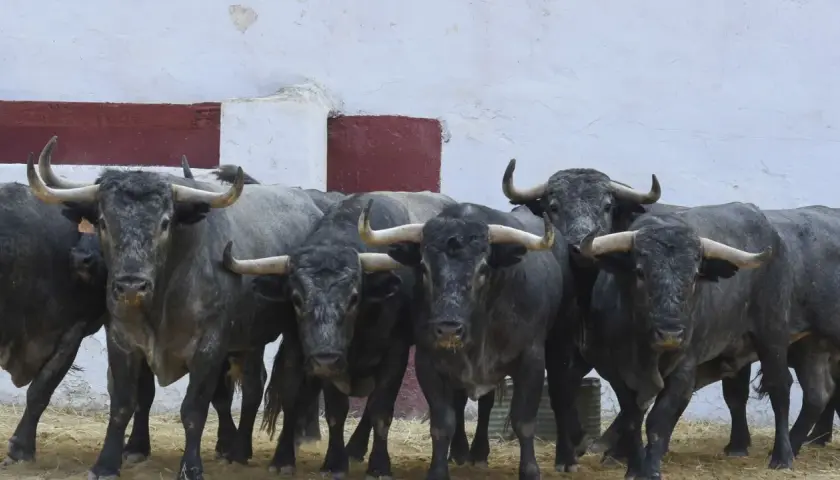 Toros de lidia de la ganadería Adolfo Martín, con sus imponentes cuernos y mirada fija, listos para la acción.