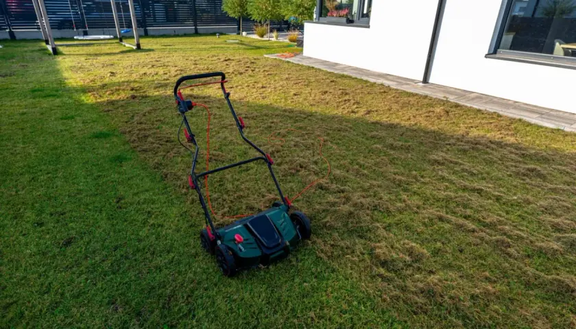 Wertykulacja trawnika w toku. Aerator pozostawił na trawie warstwę ściółki, przygotowując ją do lepszego wzrostu.