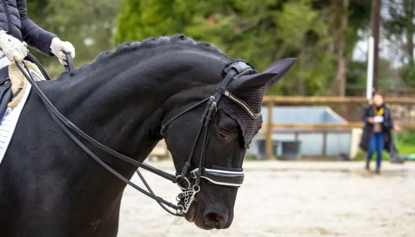 Un cheval noir en plein galop 7, prêt pour la compétition. Sa crinière tressée et son filet orné de strass témoignent de son élégance.