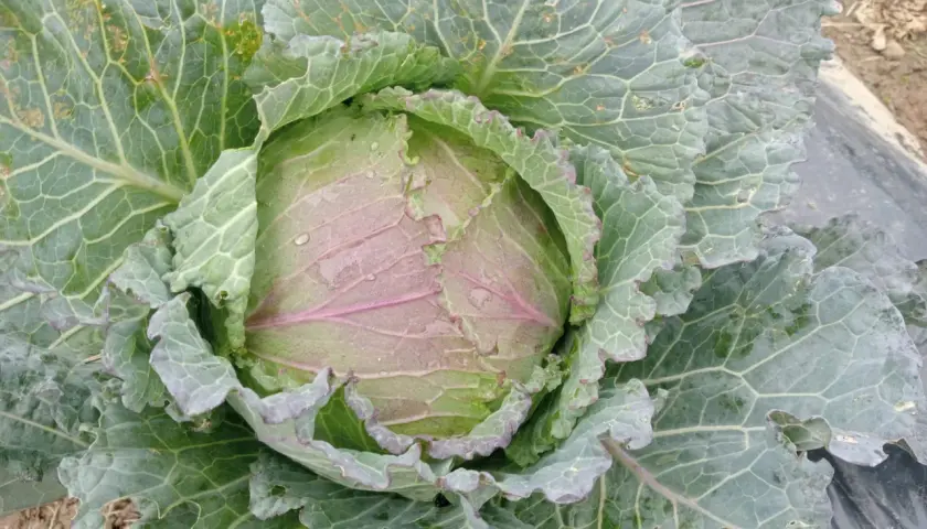 Cavolo verza con foglie verdi e violacee, bagnato dalla pioggia, pronto per essere raccolto.