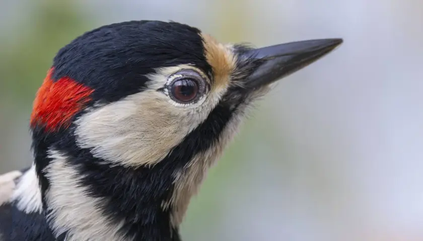 Nahaufnahme eines buntspechts im garten. Sein Auge blickt neugierig, das rote Fleckchen am Kopf leuchtet.